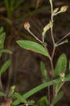 Pine barren frostweed